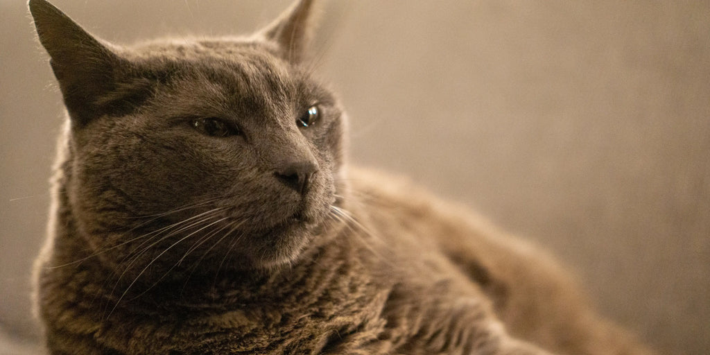 Conseils pour prendre soin d'un chat senior
