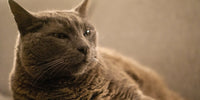 Chat brun allongé
