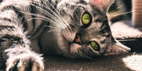 Chat calme et apaisé après la coupe de ses griffes