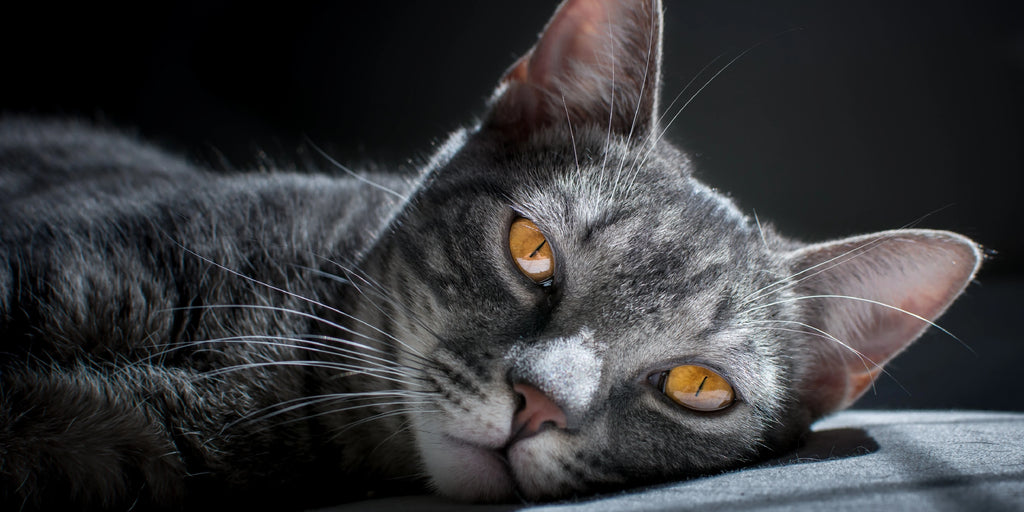 Langage corporel des chats : Décodez leurs comportements et émotions