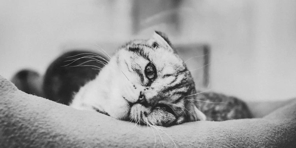 Gérer le deuil d'un chat : Conseils et soutien émotionnel