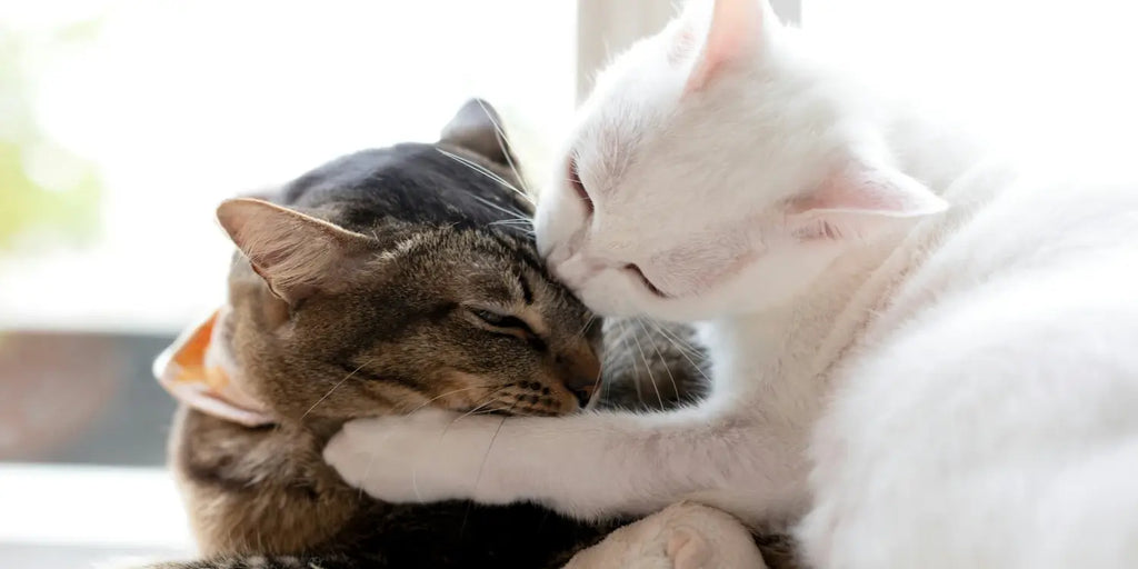Adopter un deuxième chat : Le guide ultime pour une vie féline épanouie