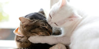 Deux chats heureux qui jouent ensemble