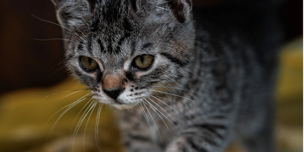 Développement du chaton : De la naissance à la maturité - Guide complet