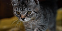 Chaton tigré gris, noir et blanc sur le museau et les yeux