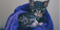 Le guide ultime de la douche pour chat : astuces et conseils pour un bain sans stress