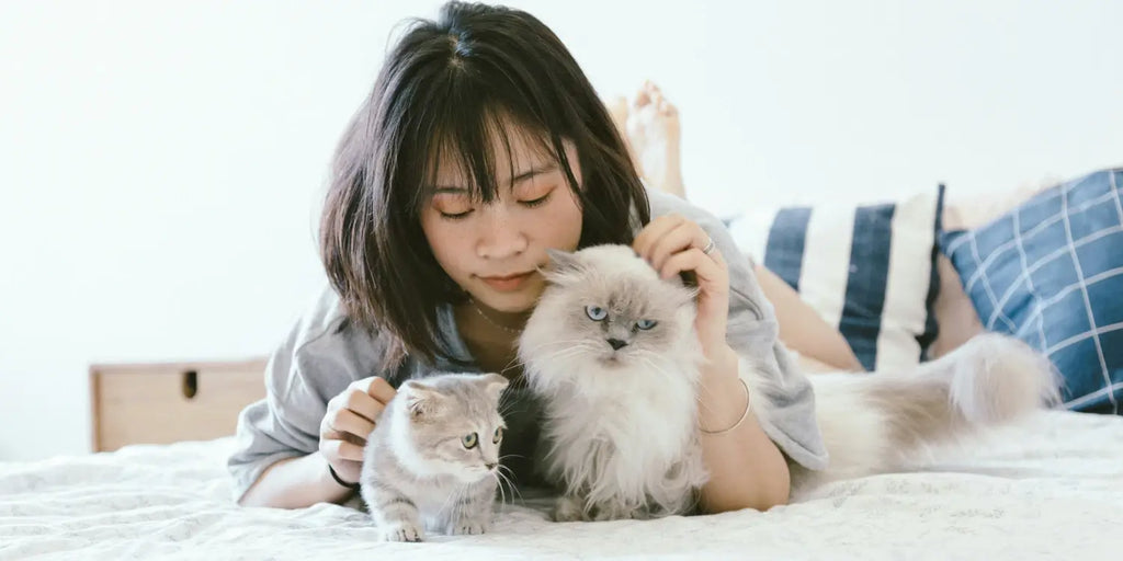Guide pratique : Dresser votre chat avec succès et douceur