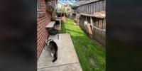 Magnifique enclos extérieur pour 11 chats