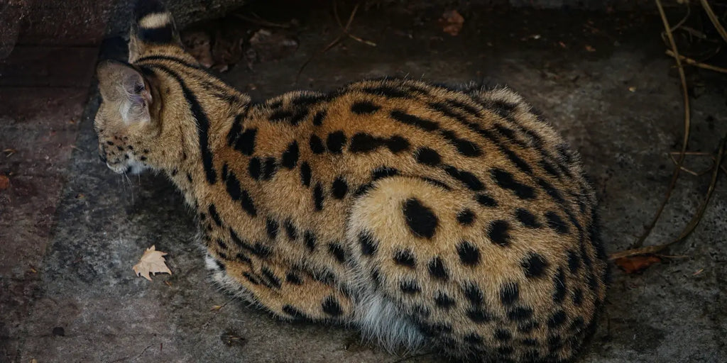 L'essor du trafic de servals et savannahs : Un phénomène alarmant en France