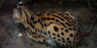 Chat serval allongé sur ses pattes
