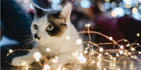 Chat et guirlandes électriques