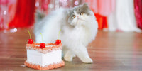 Chat à côté d'un gâteau