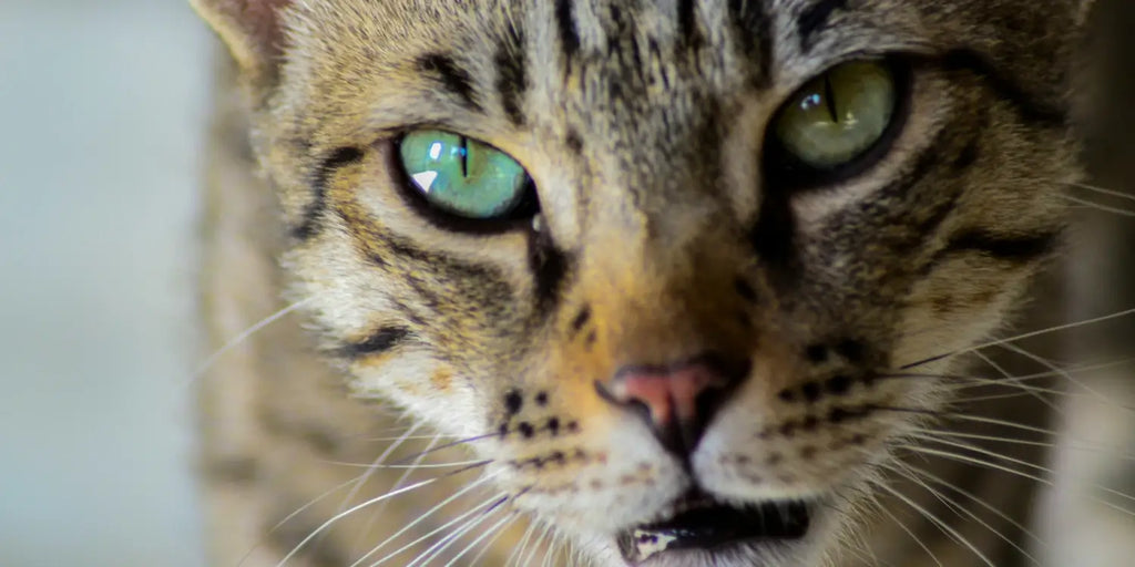 Maîtriser le marquage territorial du chat : Solutions et Conseils