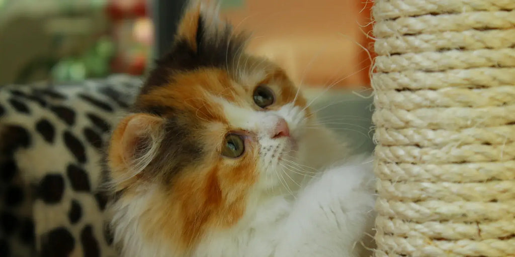 Griffoir pour chat : Guide ultime pour un félin heureux et un foyer harmonieux