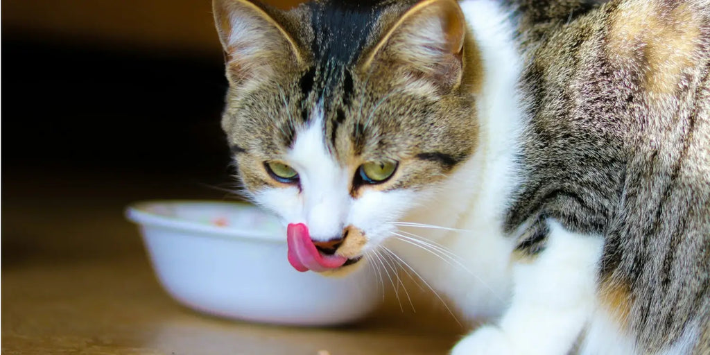 Fréquence d'alimentation des chats : Guide pour une santé optimale