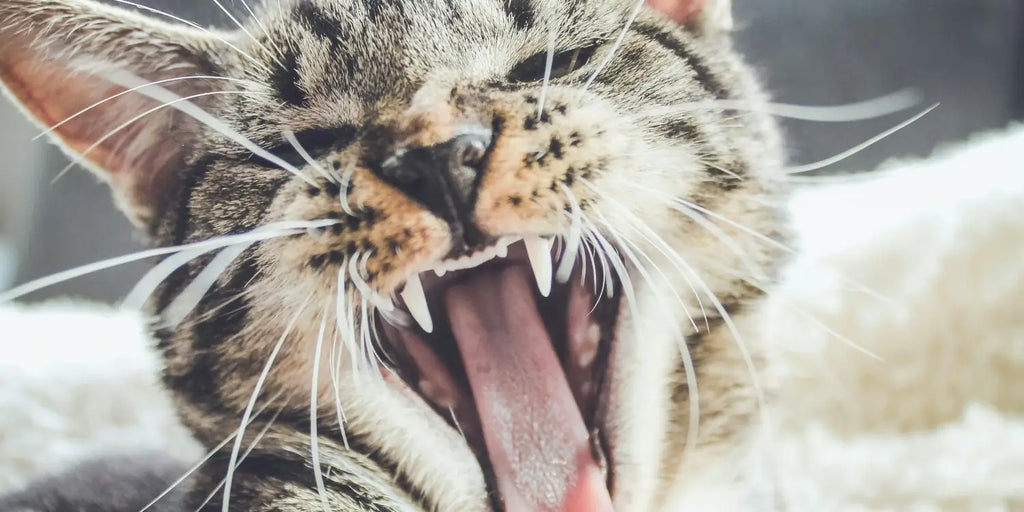 Brossage des dents du chat: Guide ultime pour la santé dentaire féline
