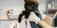 Chat qui va se faire vacciner chez le vétérinaire