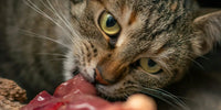 Chat qui mange de la viande rouge crue