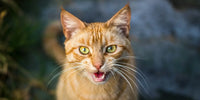 Chat tigré qui miaule