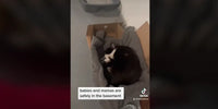 Baby Cat et ses chatons sur une couverture