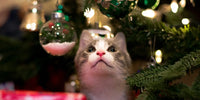 Chat sous le sapin de Noël