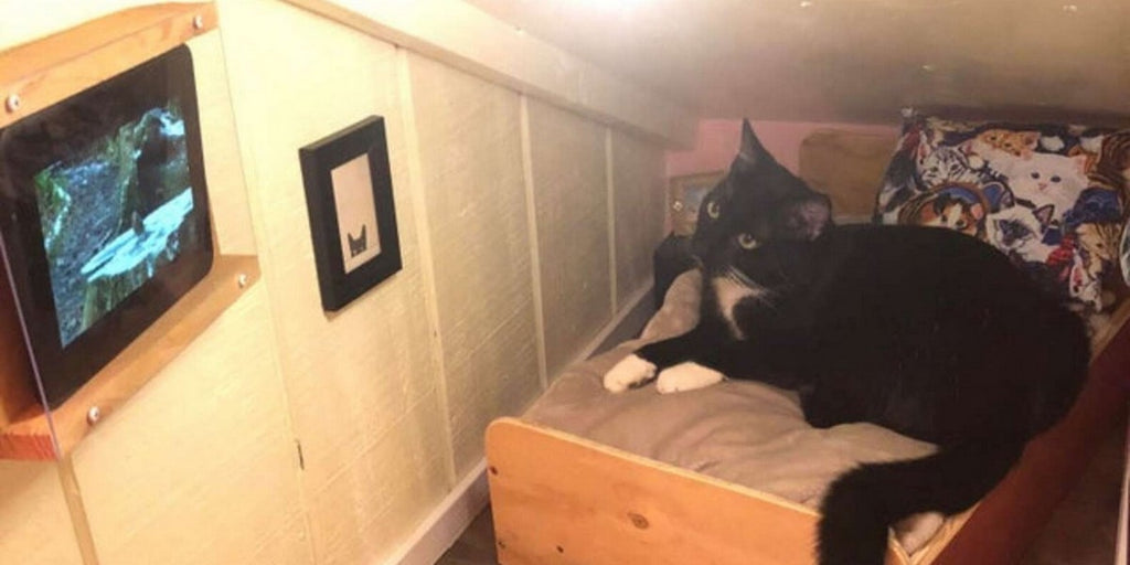 Un homme a aménagé un merveilleux espace douillet pour son chat derrière le mur de sa chambre !