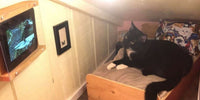 Un homme a aménagé un merveilleux espace douillet pour son chat derrière le mur de sa chambre !