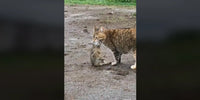 Chat qui tient dans sa gueule le lapin qu'il vient de chasser