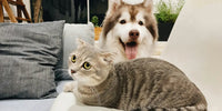 Chat et chien intégration