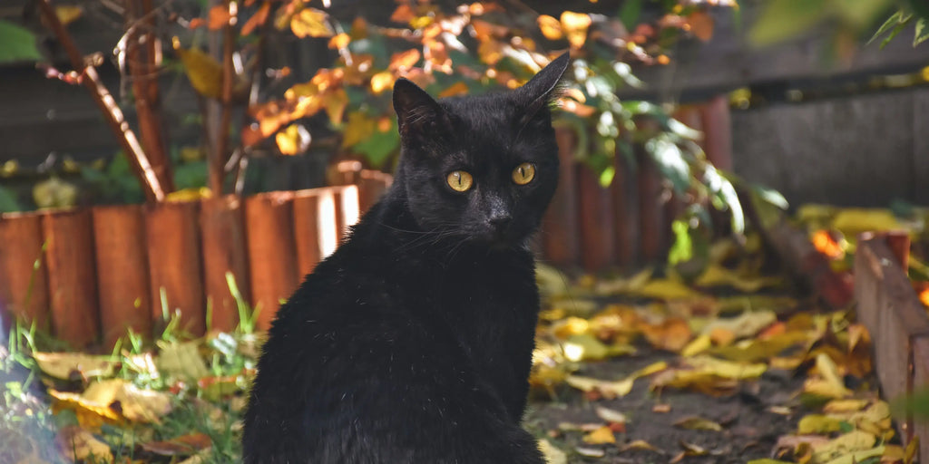 Jimi, le chat perdu pendant 6 ans, retrouvé grâce à sa puce (vidéo)