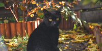 Chat noir dans un jardin