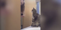 Ce chat fait des millions de vues sur Tik Tok en imitant sa maîtresse qui se coiffe