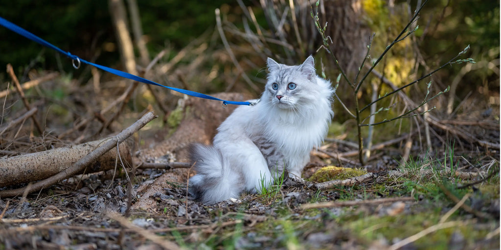 Leo, le chat qui aime les promenades en laisse (vidéo)