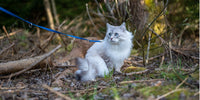 Chat blanc promené en laisse dans une forêt