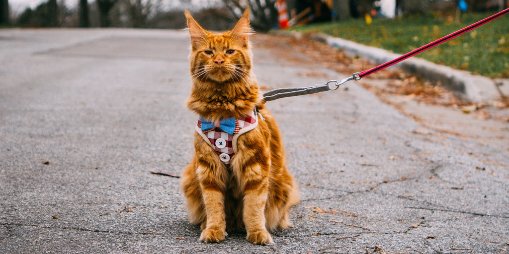 Les bienfaits de la promenade en laisse pour les chats en été