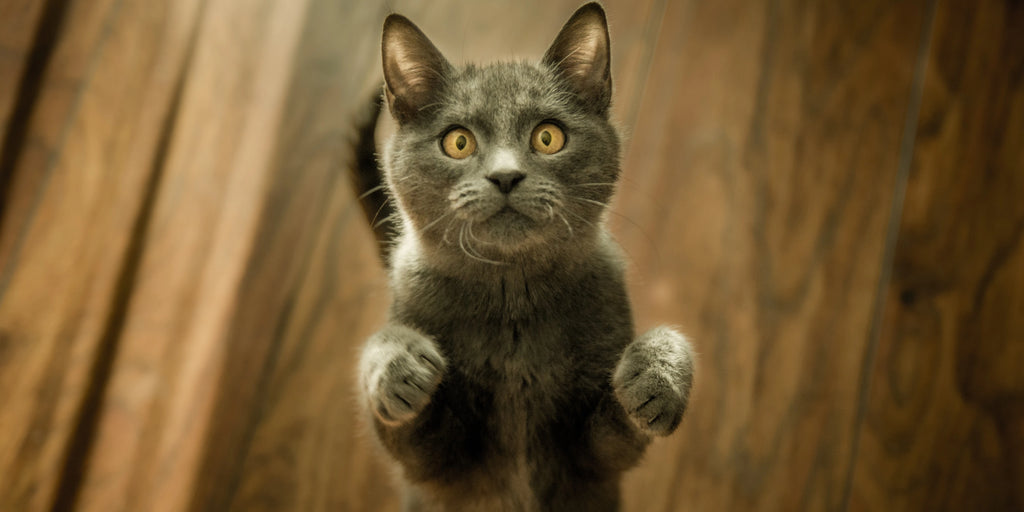 Les chats peuvent-ils voir les fantômes ?