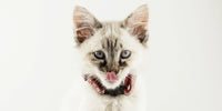 Tête de chat blanche, marron sur le museau et le front, qui tire la langue