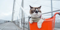 Chat blanc et brun, trouvé sur un pont, installé tranquillement dans un caddie