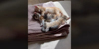 Les 3 chatons de Lydia Malagón allongés sur une couverture
