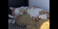 Chat qui dort avec son chien en peluche