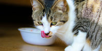 Chat qui mange sa nourriture - La meilleure nourriture pour chat