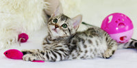 Chaton gris et blanc avec ses jouets : Une souris et une balle de jeu roses