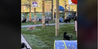 Les chats du refuge explorent leur nouveau jardin