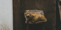 Vieux chat allongé sur une chaise