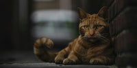 Besoins nutritionnels du chat à différents stades de la vie