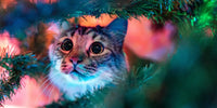 Chat dans le sapin de Noël