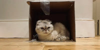 Olivia Benson : La chatte de Taylor Swift qui pèse 97 millions de dollars