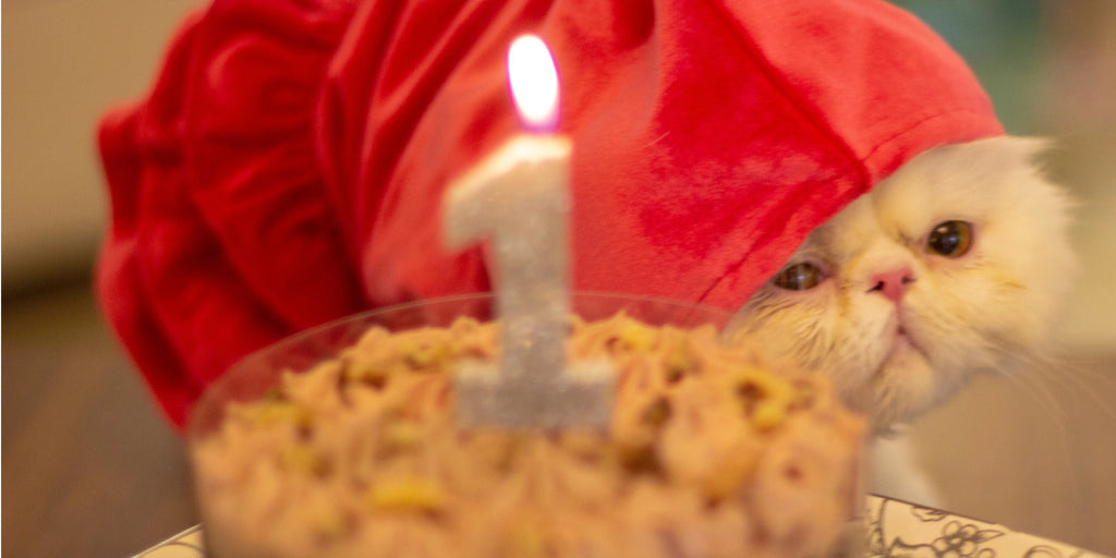Fête d'anniversaire pour chat : Organisez une célébration féline mémorable