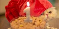 Organiser une fête d'anniversaire pour chat mémorable
