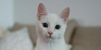 Chat blanc au regard attendrissant